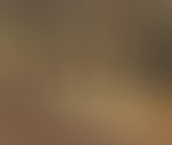 Forest at sunset (preview)