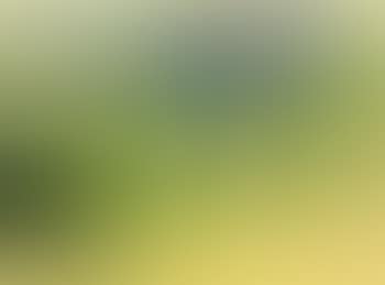 Paysage (preview)