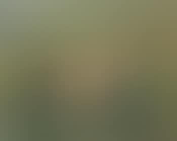 Duck on a lawn (preview)
