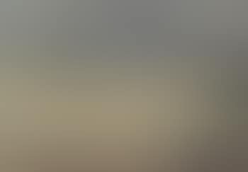 Seagulls at Skagen Sonderstrand (preview)