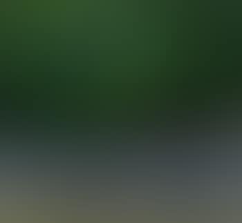 Green palms (preview)