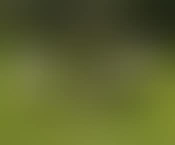 Sheep (preview)