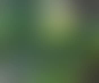 Green hard, you green (preview)