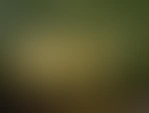 Longhorn bull in a landscape (preview)