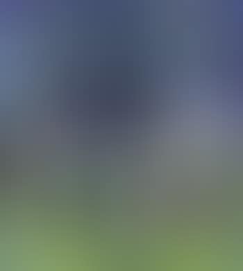 Aspen forest by meadow, Koster (preview)