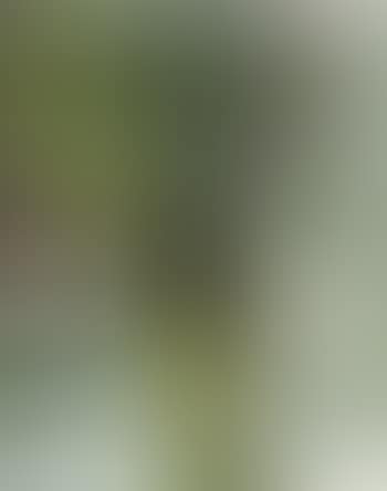 Still life (preview)