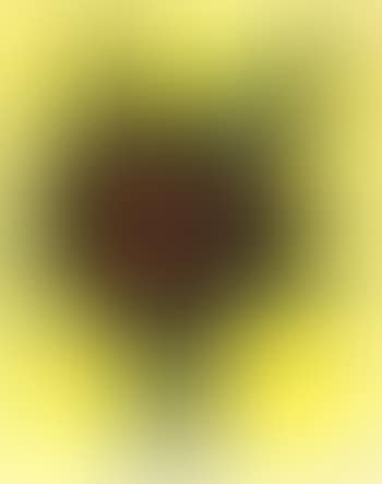 Tournesol (preview)