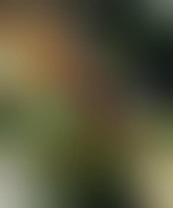 Paysage au cours d'eau (preview)