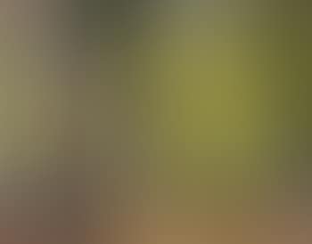 Epping Forest (preview)
