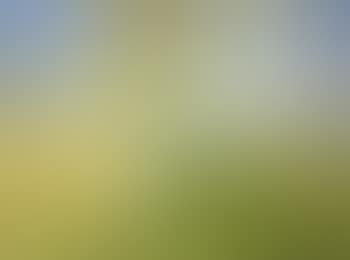 Paysage aux arbres (preview)