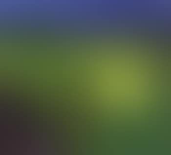 Leafy forest in May, Southern Koster (preview)