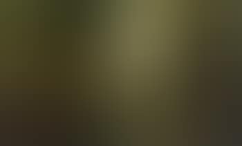 Birch wood in summer (preview)