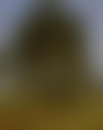 Landscape with trees (preview)