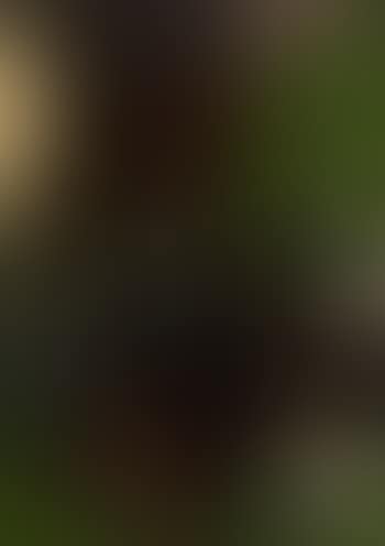 Landscape (preview)