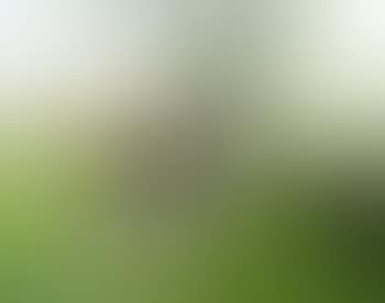 Gardeuse de vaches (preview)