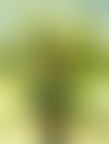 Still life (preview)