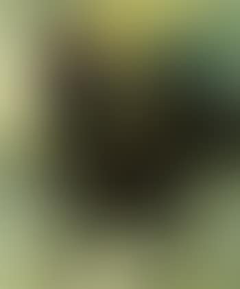 Le coq (preview)