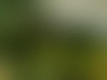 Les arbres (preview)