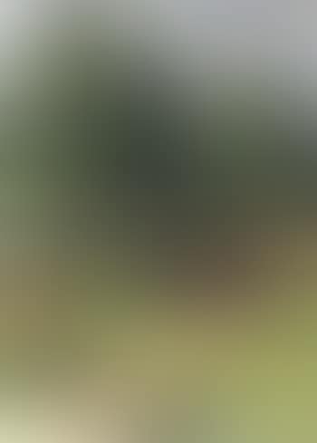 Sunny park landscape (preview)