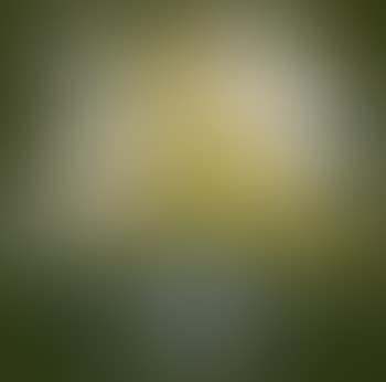 Chrysanthemum (preview)