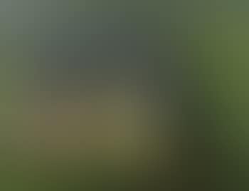 Cows in a farmyard (preview)