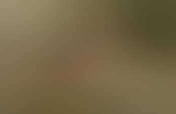 A hen pheasant perched on a branch (preview)