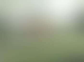 Scole Cam, a Welsh Cob in a meadow (preview)