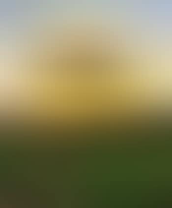 Evening light (preview)