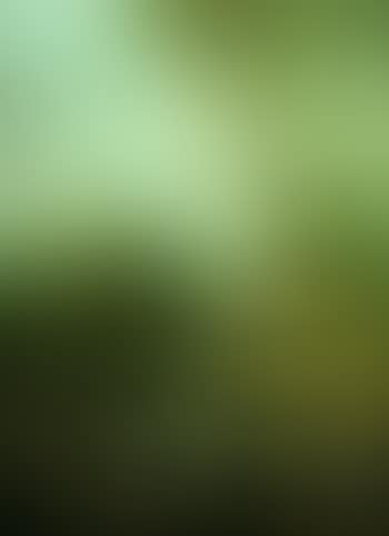 Chasse au cerf (preview)