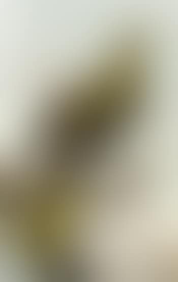 Bird of Paradise in an exotic landscape (preview)