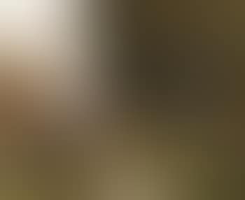 Paysage (preview)