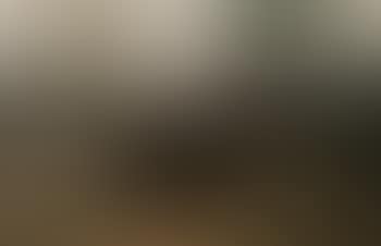 Paysage aux deux arbres (preview)