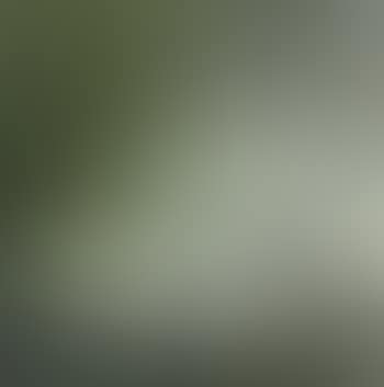 Grues et arbre (preview)