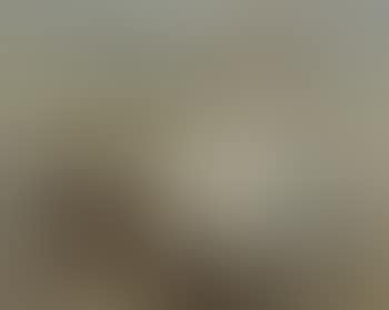 Donkey ride (preview)