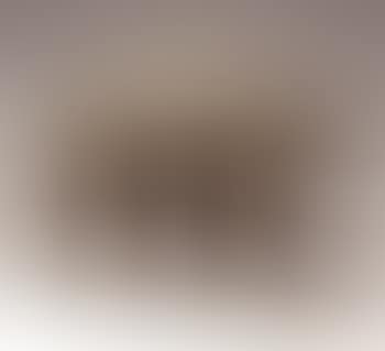 Ours brun (preview)