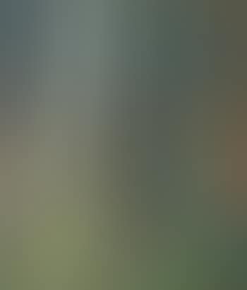 Forest interior (preview)
