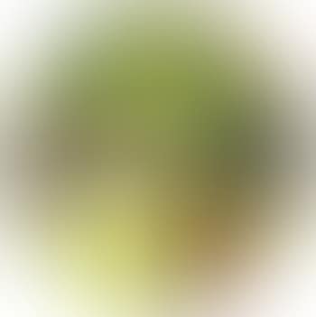 Beautiful green jungle undergrowth (preview)