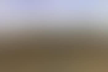 Exmoor ponies, study no.17 (preview)