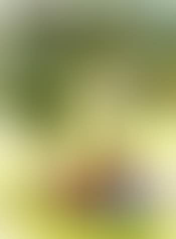 Oak leaves and pears (preview)