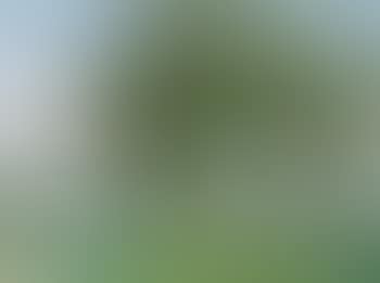 Trees in the landscape (preview)