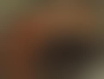 Squirrel (preview)