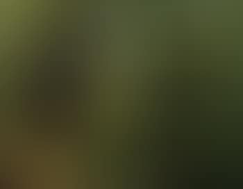 Wood (preview)