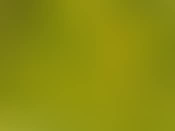 Yellow morning (preview)