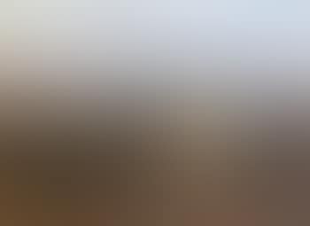 Sheep in evening light (preview)