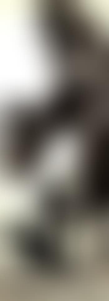 Two parson crows under plantain (preview)