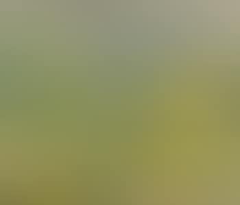 Fields (preview)