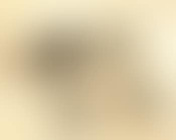 Etude de chats (preview)