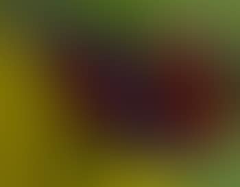 Big bird (preview)