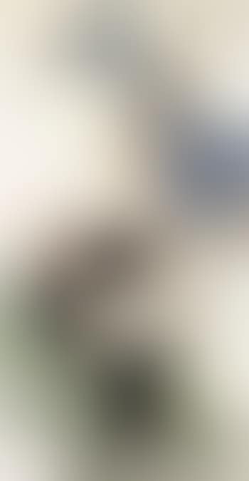 Hen (preview)