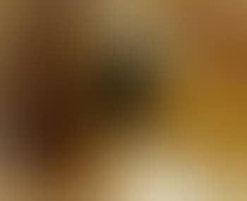 Owl (preview)